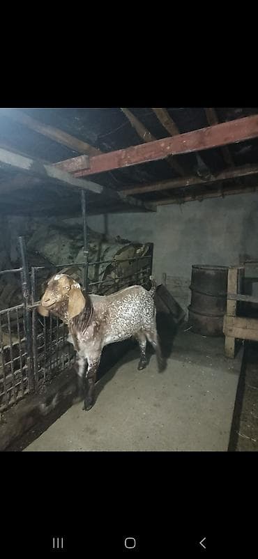 коозу кой: Продаю | Козёл (самец) | Битал | Для разведения | Осеменитель — 3