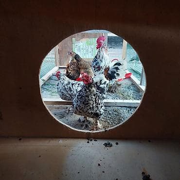 кохинхин карликовый: Продаю | Куры | Для разведения — 5