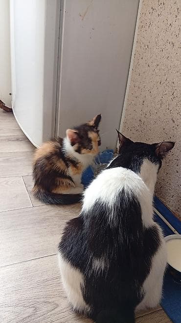 малинкий кошка: Котята домашние - Окрас: один трёхцветный (черно‑рыже‑белый), второй — 1