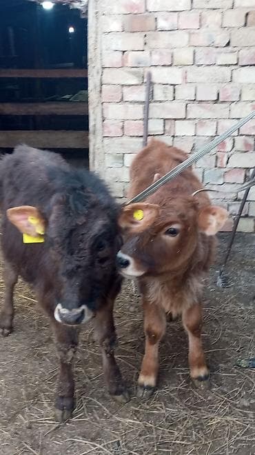 Ветеринар кызматы: Сатам | Кунаажын | Бордоп семиртүү үчүн | Байланган — 2