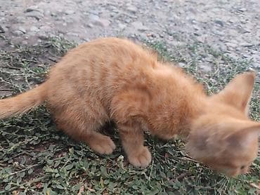 котята фото: 2 месяца, Мальчик — 5