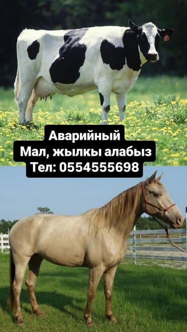 продажа домашних животных: Уйлар, букалар — 1