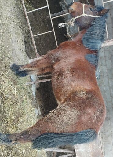 Продаю | Кобыла (самка) | Конный спорт