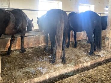 русская голубая длинношерстная кошка: Продаю | Кобыла (самка) | Рабочий — 6