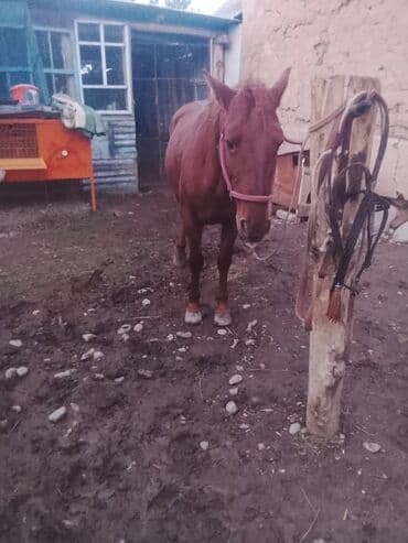 продажа домашних животных: Жол журушу бар айгыр — 3