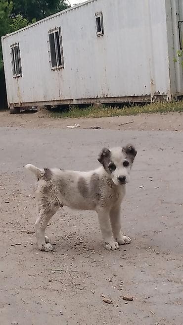 Алабай, 2 месяца, Самец at lalafo.kg Алабай, 2 месяца, Самец