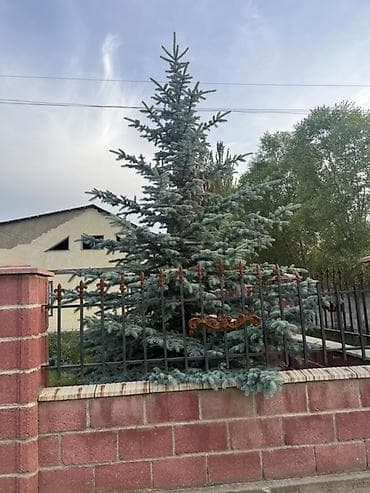пальмы цена: Ель голубая (Picea pungens Glauca) — взрослые декоративные деревья для — 1