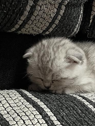 аббисинская кошка: Скотиш Страйт (Шотландская прямоухая), 2 месяца, Мальчик, Серебристая шиншилла, Приучена к лотку — 3