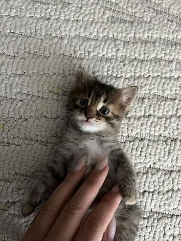 1 месяц, Девочка, Метис, Приучена к лотку at lalafo.kg 1 месяц, Девочка, Метис, Приучена к лотку