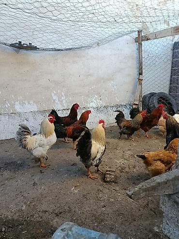 жумуртка: Сатам | Короздор, Тооктор | Үй | Көбөйтүү үчүн, Жумуртка туудуруу үчүн — 8