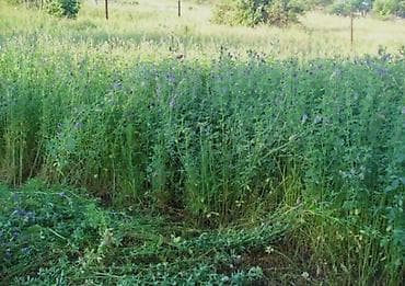 семена травы: Семена кормовых растений: Люцерна — 3