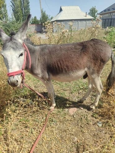 фелуцен для коров цена бишкек: Осёл, рабочий сельскохозяйственный помощник. Описание: - Пол: самец — 3