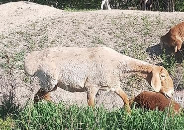 где купить кошку в бишкеке: Продаю | Овца (самка), Ягненок | Арашан — 3