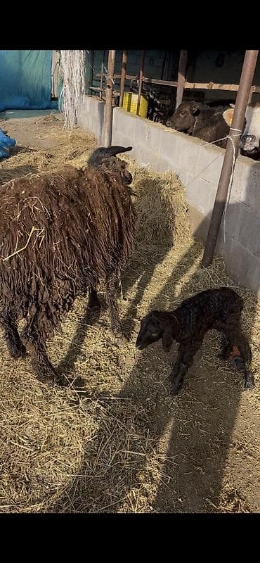 Ветеринар кызматы: Сатам | Ургаачы кой (ургаачы), Козу — 2