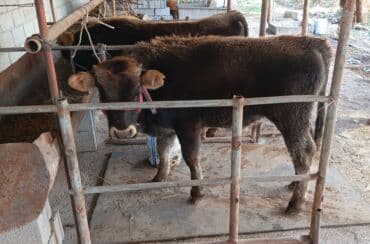 собаку в добрые руки: Продаю | Бык (самец) | На откорм | Привязанные — 1