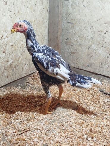 Дакан жожо короз активный алмашу жолдору бар адрес Бишкек Заря