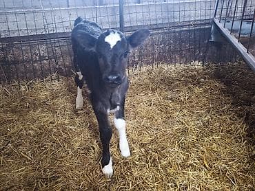 кролик мини лоп: Продаю | Тёлка | Голштин, Швицкая | На откорм, Для разведения, Для молока | Искусственник — 5