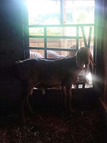 ат полша: Продаю | Баран (самец) | Для разведения | Племенные — 4