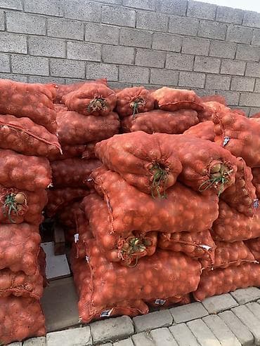 куда продать яблоки оптом: Лук Оптом, Самовывоз — 1