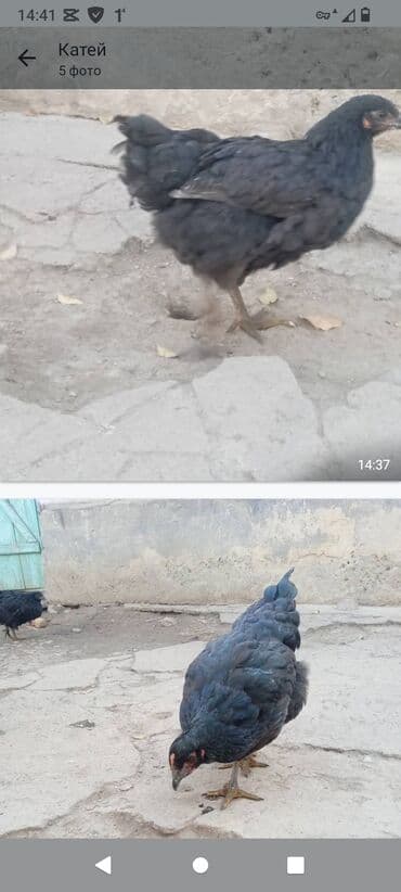 купить ожереловый попугай: Продаю | Куры | Домашняя | Для разведения — 2