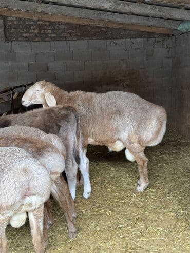 продаю в связи с переездом: Продаю | Баран (самец) | Для разведения | Племенные — 8