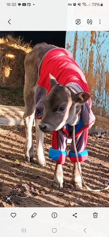 корова с телёнком: Продаю | Тёлка | На откорм | Искусственник — 5