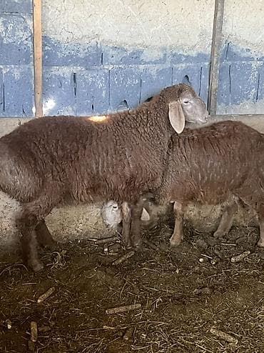 карликовые куры цена: Продаю | Овца (самка) | Эдильбаевская | Для разведения — 4