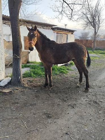 собаки ротвейлер: Продаю | Жеребец | Рабочий — 3