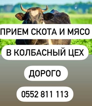 приём скота: Сатып алам | Уйлар, букалар, Жылкылар, аттар, Башка а/ч жаныбарлары | Күнү-түнү, Бардык шартта, Союлган — 1