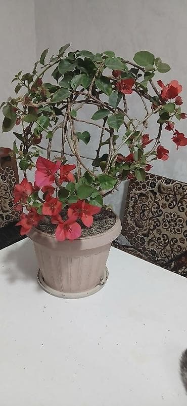 ботанический сад: Продаю цветок сортовой Бугенвиллии Snowcap Multi. Цена 2000. Есть — 2