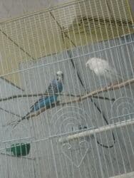 Писать в Вацап