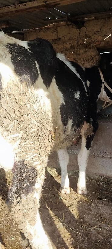 Другие животные: Продаю | Корова (самка) | Голштин | Для молока | Привязанные — 3
