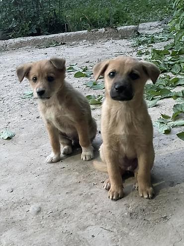 бесплатные щенки хаски: Собака даром: Дворняжка, 2 месяца, Самец — 4