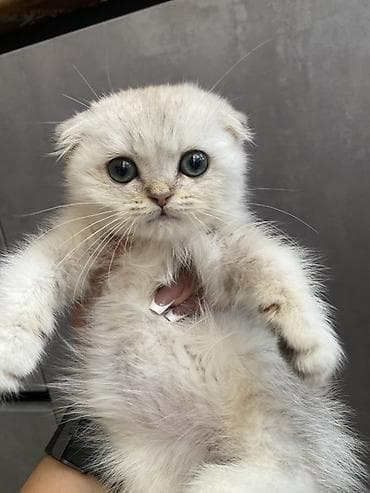 кот маленький: Шотландский вислоухий котёнок (Scottish Fold) Предлагается к продаже — 4