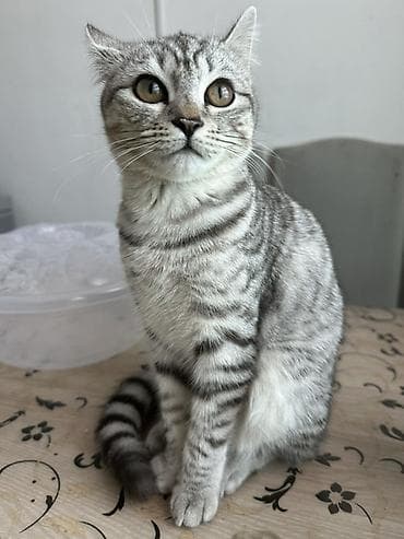 английский короткошерстный кот: Британская короткошёрстная, 6 месяцев, Девочка, Приучена к лотку — 2