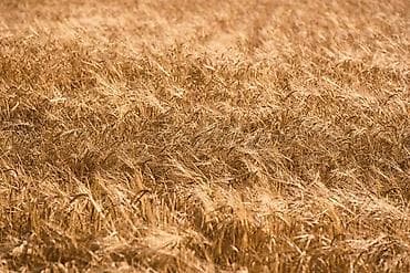 Продажа участков: 300 соток — 1