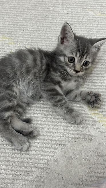 породистая: Продаются котята 🐱🤍Ош Возраст — 2 месяца. Метисы британца. Есть серые — 7