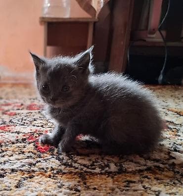 отдам бесплатно котенка: Домашние котята. В хорошие руки — 5