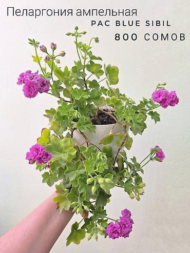 лещь: 🌿 Комнатные растения/цветы (укоренённые черенки/молодые — 2