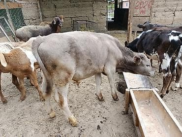 кремация животных бишкек: Продаю | Бык (самец) — 3