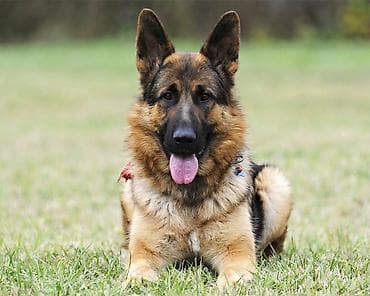 Немецкая овчарка, 2 месяца, Самец, С прививкой