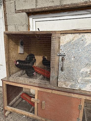 клетка птиц: Продам 2 клетки для птиц — 2