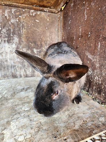 7 месяцев 3.200 кг самец