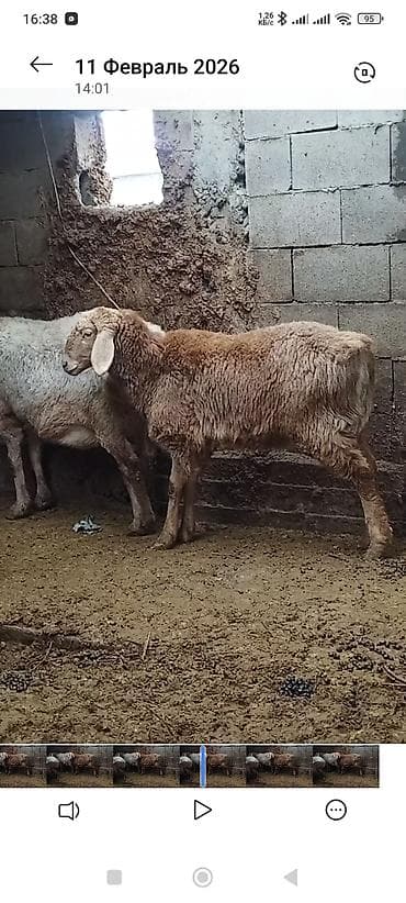 гисарские ягнята: Продаю | Ягненок | Для разведения — 1