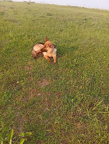 овчарка ит: Немецкая овчарка, 1 год, Самка, С прививкой — 1