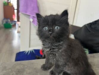 британская короткошёрстная кошка цена: Скотиш Страйт (Шотландская прямоухая), 1 месяц, Девочка, Серый, Метис, Приучена к лотку — 7