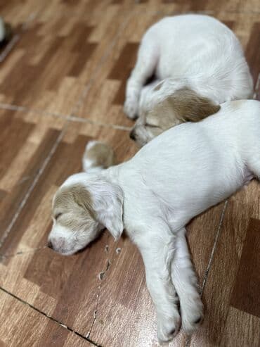 Вязка собак: Спаниель, 2 месяца, Самец — 4