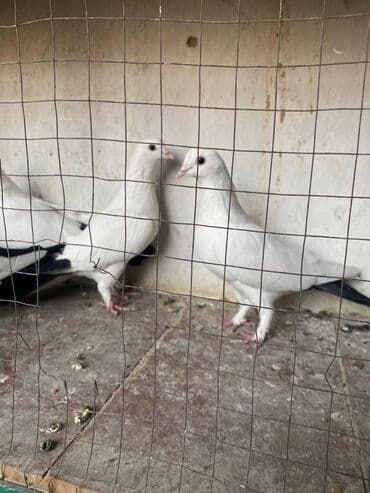 попугай неразлучник купить: Белые голуби (несколько особей) - Окрас: чисто белый с тёмными — 2