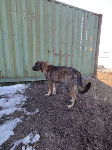 Ит кууту: Кыргыз добот Крупная сторожевая собака, типаж — 5