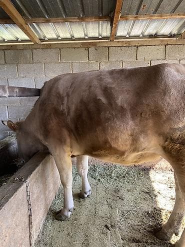 бык семец: Продаю | Корова (самка) | Для разведения, Для молока | Привязанные — 6